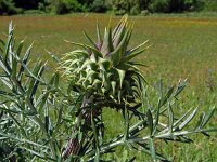 Cynara cardunculus 19, Kardoen, Saxifraga-Tom Heijnen