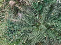 Cynara cardunculus 2, Saxifraga-Piet Zomerdijk