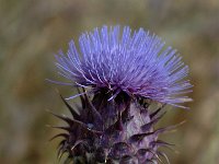 Cynara cardunculus 3, Saxifraga-Jan van der Straaten