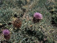 Cynara cardunculus 5, Saxifraga-Jan van der Straaten