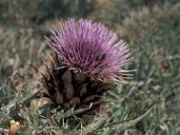 Cynara cardunculus 6, Saxifraga-Jan van der Straaten