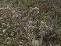 Cynoglossum cheirifolium 6, Saxifraga-Willem van Kruijsbergen