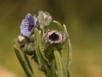 Cynoglossum creticum 10, Saxifraga-Willem van Kruijsbergen