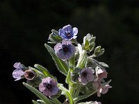 Cynoglossum creticum 11, Saxifraga-Willem van Kruijsbergen