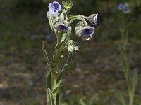 Cynoglossum creticum 12, Saxifraga-Jan van der Straaten