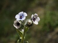 Cynoglossum creticum 13, Saxifraga-Jan van der Straaten