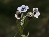 Cynoglossum creticum 14, Saxifraga-Jan van der Straaten