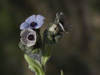 Cynoglossum creticum 16, Saxifraga-Willem van Kruijsbergen