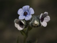 Cynoglossum creticum 17, Saxifraga-Willem van Kruijsbergen