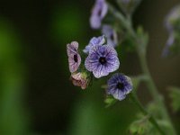 Cynoglossum creticum 2, Saxifraga-Dirk Hilbers