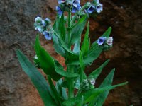 Cynoglossum creticum 20, Saxifraga-Ed Stikvoort