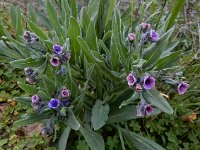 Cynoglossum creticum 22, Saxifraga-Ed Stikvoort