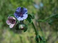 Cynoglossum creticum 23, Saxifraga-Ed Stikvoort