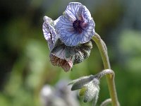 Cynoglossum creticum 3, Saxifraga-Jan van der Straaten