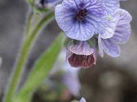 Cynoglossum creticum 4, Saxifraga-Rutger Barendse