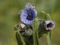 Cynoglossum creticum 5, Saxifraga-Jan van der Straaten