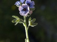 Cynoglossum creticum 6, Saxifraga-Jan van der Straaten