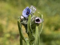 Cynoglossum creticum 8, Saxifraga-Jan van der Straaten