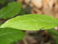 Cynoglossum germanicum 2, Saxifraga-Rutger Barendse