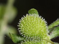 Cynoglossum germanicum 3, Saxifraga-Rutger Barendse