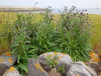 Cynoglossum officinale 14, Veldhondstong, Saxifraga-Ed Stikvoort