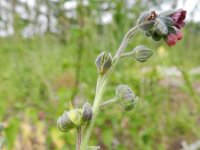 Cynoglossum officinale 17, Veldhondstong, Saxifraga-Rutger Barendse