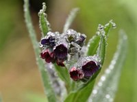 Cynoglossum officinale 21, Veldhondstong, Saxifraga-Luuk Vermeer