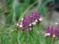 Cynosurus cristatus 10, Kamgras, Saxifraga-Jasenka Topic