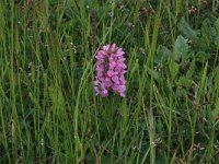 Cynosurus cristatus 17, Kamgras, Saxifraga-Hans Boll