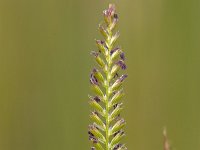 Cynosurus cristatus 2, Kamgras, Saxifraga-Luc Hoogenstein