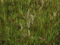 Cynosurus cristatus 26, Kamgras, Saxifraga-Hans Boll