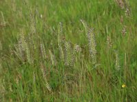 Cynosurus cristatus 29, Kamgras, Saxifraga-Hans Boll