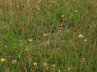 Cynosurus cristatus 32, Kamgras, Saxifraga-Hans Boll