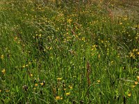 Cynosurus cristatus 33, Kamgras, Saxifraga-Hans Boll