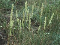 Cynosurus cristatus 4, Kamgras, Saxifraga-Marijke Verhagen