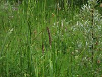 Cynosurus cristatus 48, Kamgras, Saxifraga-Hans Boll