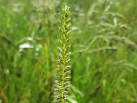 Flowering Crested dog's-tail (Cynosurus cristatus)  Flowering Crested dog's-tail (Cynosurus cristatus) : Crested dog's-tail, Cynosurus cristatus, grass, ear, ear of grass, flower, flowers, green, plant, vascular plant, summer, summertime, flowering, in flower, in bloom, blooming, beauty, beautiful, beauty in nature, growth, nature, natural, outside, outdoor, nobody, no people, wildflower, pistil, stamen, stamens