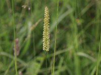 Cynosurus cristatus 6, Kamgras, Saxifraga-Peter Meininger