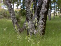 Cynosurus echinatus 10, Stekelkamgras, Saxifraga-Ed Stikvoort