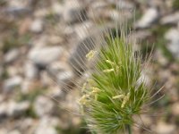 Cynosurus echinatus 2, Stekelkamgras, Saxifraga-Jasenka Topic