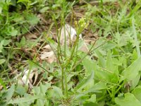 Cyperus bulbosus 2, Saxifraga-Rutger Barendse