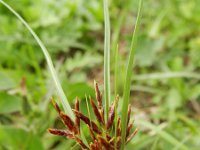 Cyperus bulbosus 3, Saxifraga-Rutger Barendse