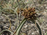 Cyperus capitatus 13, Saxifraga-Jan van der Straaten