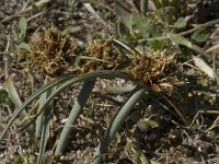 Cyperus capitatus 14, Saxifraga-Willem van Kruijsbergen