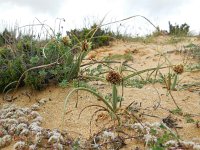 Cyperus capitatus 16, Saxifraga-Ed Stikvoort