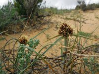 Cyperus capitatus 17, Saxifraga-Ed Stikvoort