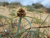 Cyperus capitatus 19, Saxifraga-Ed Stikvoort