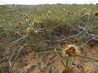 Cyperus capitatus 21, Saxifraga-Ed Stikvoort