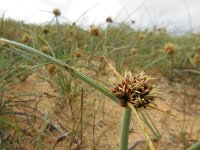 Cyperus capitatus 23, Saxifraga-Ed Stikvoort