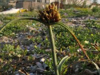 Cyperus capitatus 3, Saxifraga-Rutger Barendse